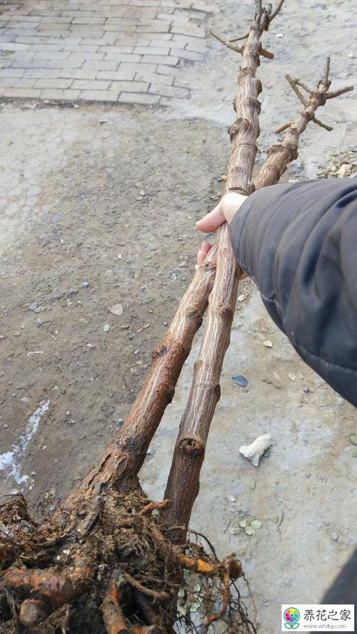 玫瑰花可以嫁接月季花吗