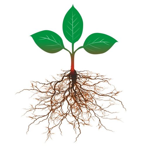 植物根 - 热门商品专区