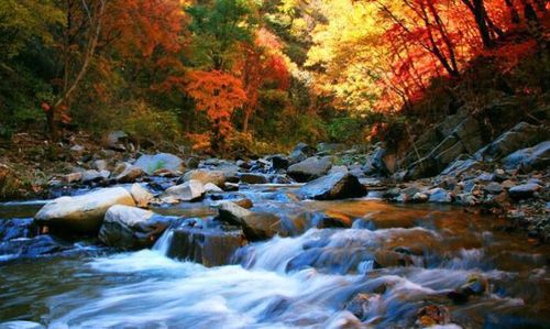 所有人 9月1号(周五)抚顺清原筐子沟原始枫叶长廊一日游    【活动