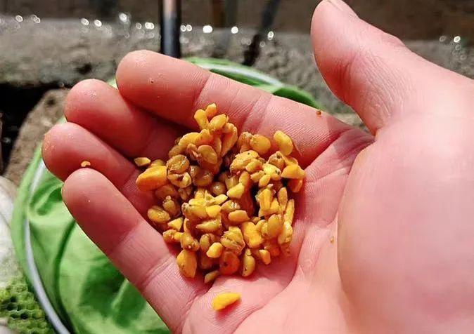 臭玉米,臭小麦的制作方法极其简单,而且不需要加一滴小药,成本极低