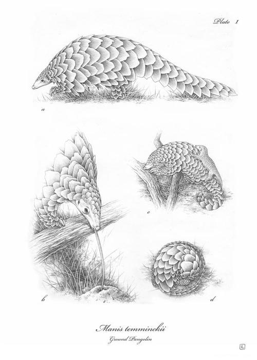 pangolin穿山甲动物插画