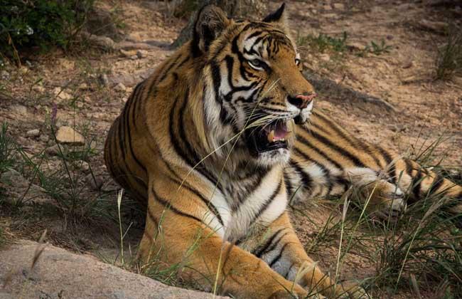 虎头蛇尾的意思