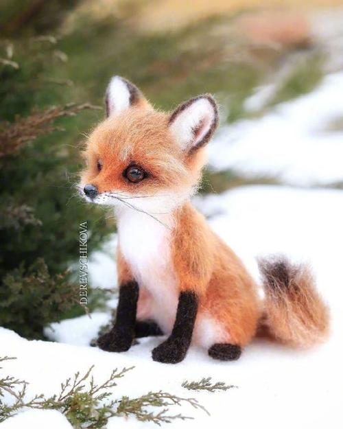 被小动物可爱到的瞬 