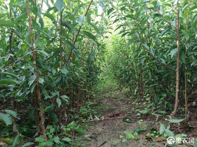 青脆李苗 清脆李苗 嫁接青脆李树苗 基地现挖 品种纯正 包邮包品种