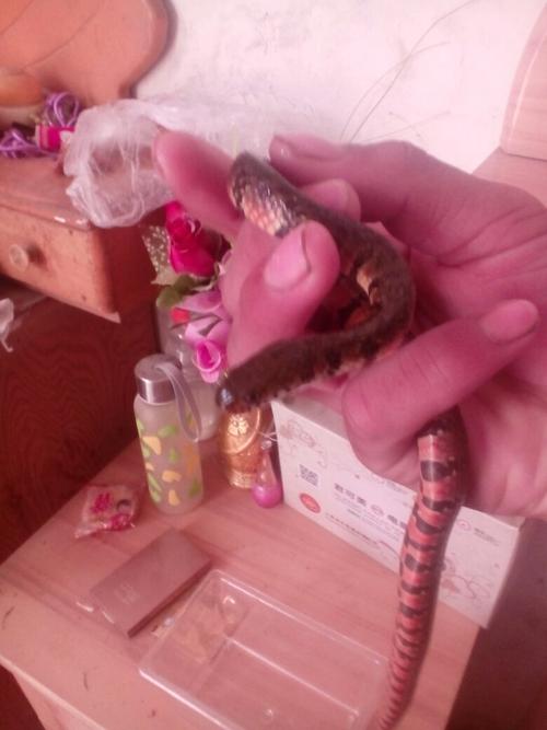 这是什么蛇,有毒吗.