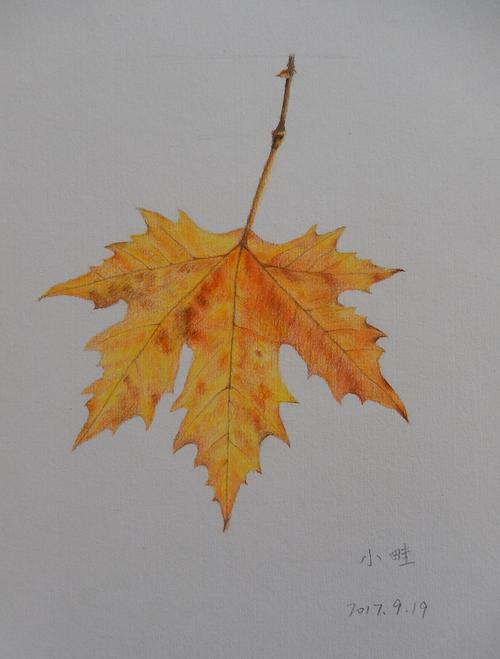 【手绘漫时光】每周一画 枫叶