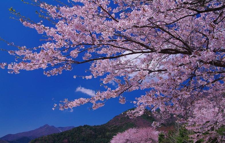 又是一年樱花季日本最美樱花组图