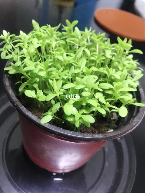 一盆小雏菊苗_家居家装_家居装饰
