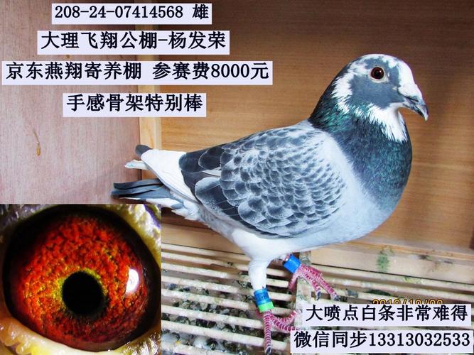 云南杨发荣8000寄养棚