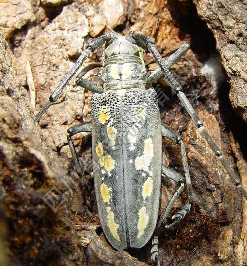 云斑天牛