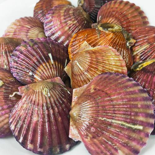 海湾扇贝带壳中号港湾贝鲜肥扇贝捕捞烧烤蒜蓉小红贝海鲜水产500g