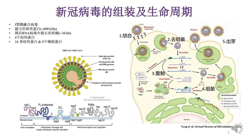 新型冠状病毒的全分子结构pdf20页