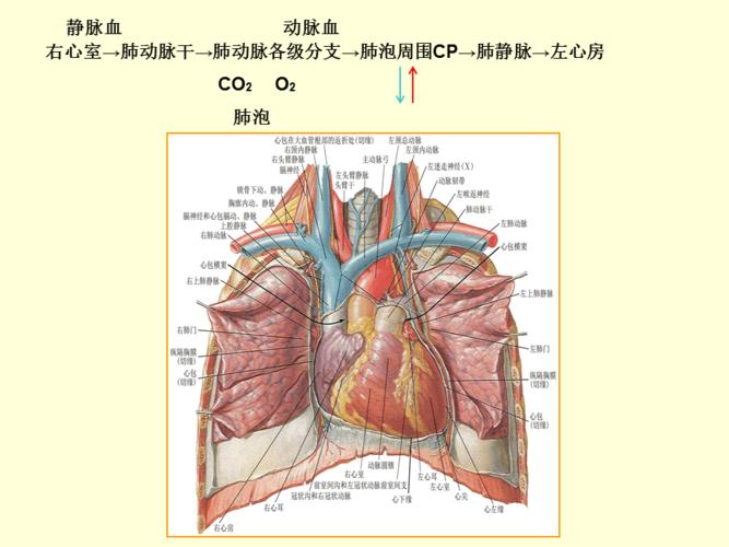 肺循环的血管和体循环的动脉