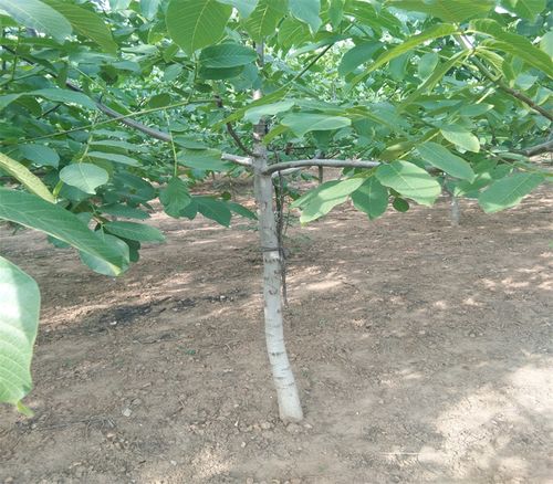新新2号核桃树苗当年栽树当.