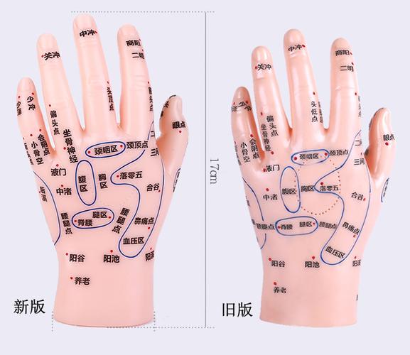 手部穴位模型反射区按摩模型手模型清晰刻字中医教学参考模型