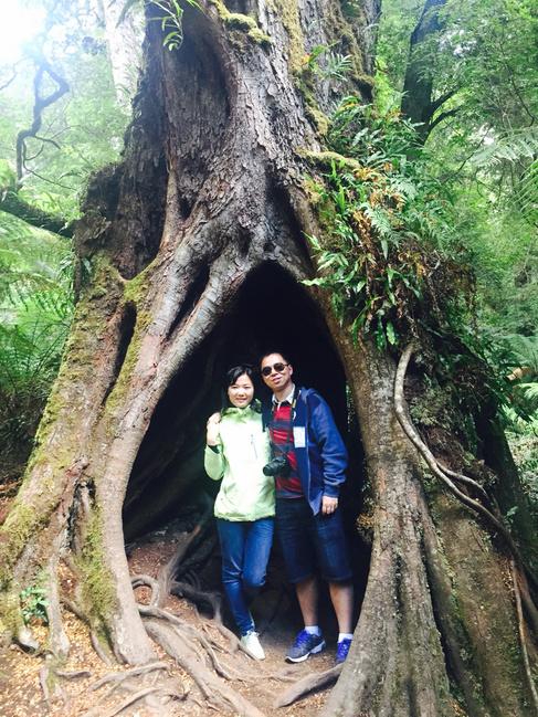 雨林里的大树洞.