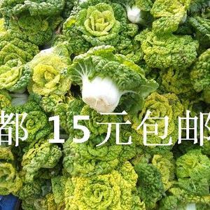 菊花心菜种子 黄心白菜种子 阳台盆栽 黑心乌白菜蔬菜种子冬季种