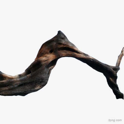 枯树枝干png素材透明免抠图片动植人物