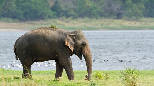 印度大象妈妈进村寻食村民投送菠萝却酿成悲剧究竟怎么回事