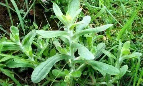 厉害啦!在山西,这12种野菜只有到了春天才有吃