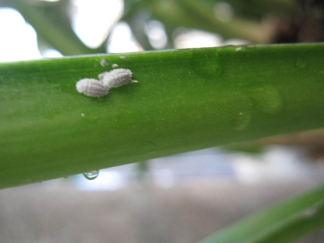 这种白色的虫子是什么,我家花的叶子上有好多(附虫图)