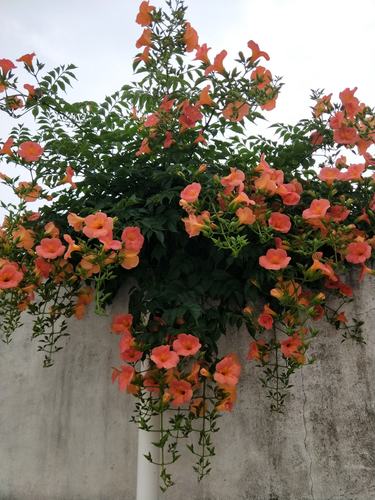 其它 那年,遇见一树凌霄花开 写美篇凌霄属攀援型藤本植物,一茎虬虬