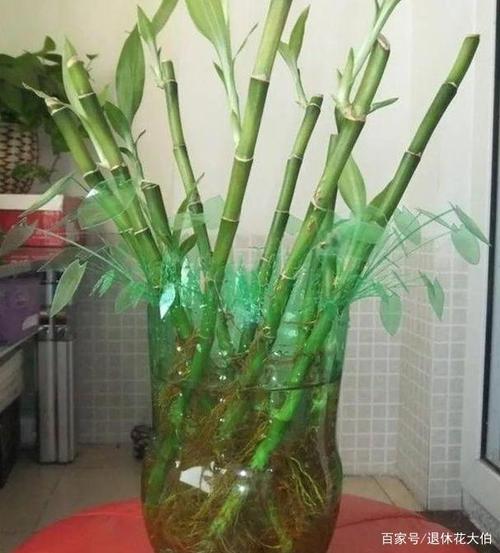 好看的花盆太贵怎么办?自己动手剪剪塑料瓶,既能省钱