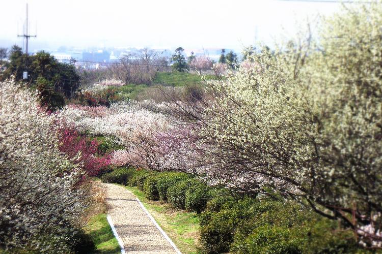 最美梅花山
