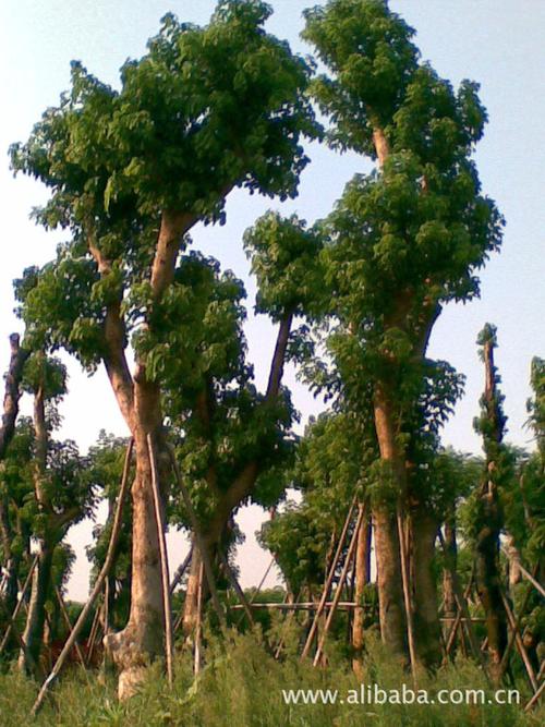秋枫树 大秋枫 价格优惠