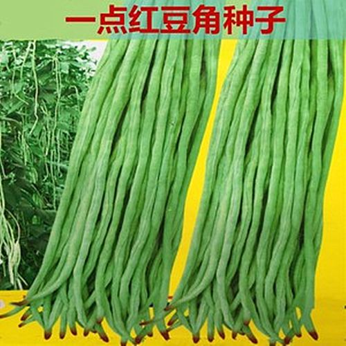 种子三号一点红豇豆绿条豆角四季豆春秋播高产家庭