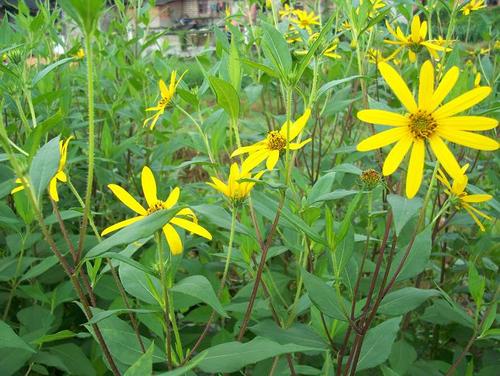 供应洋姜片,独头蒜,癞蛤蟆草