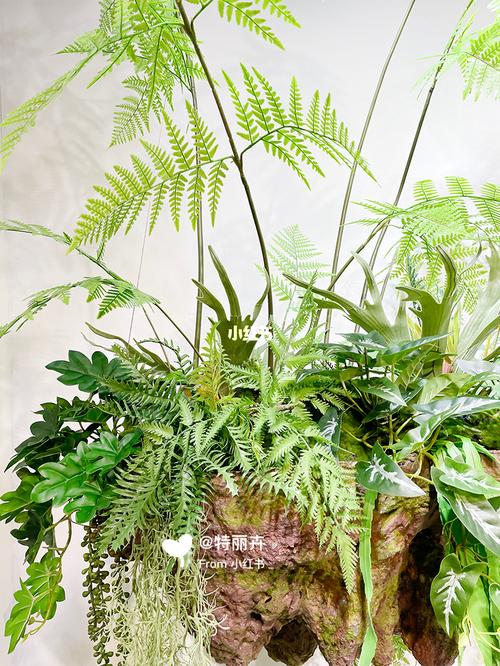 清新飘逸|猴头蕨植艺_花艺_软装_花艺软装_家居家装