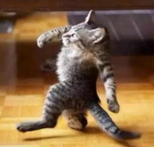 如果动物没有脖子会是什么样子的?过于沙雕了!