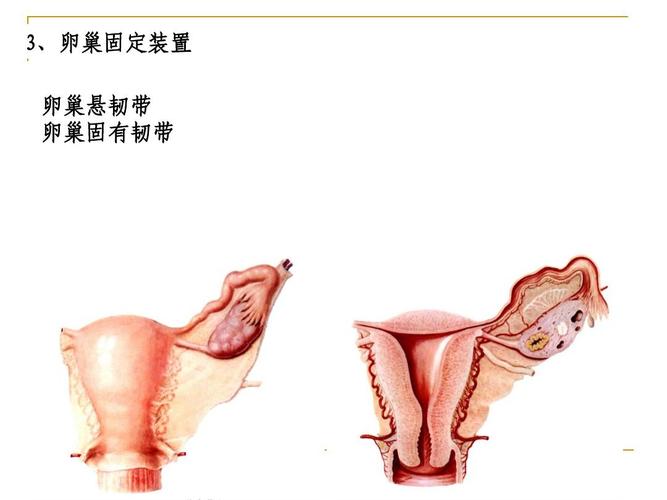 3,卵巢固定装置 卵巢悬韧带 卵巢固有韧带