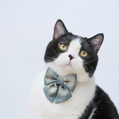 新品推荐宠物jk萌款领结猫咪狗狗兔兔项圈