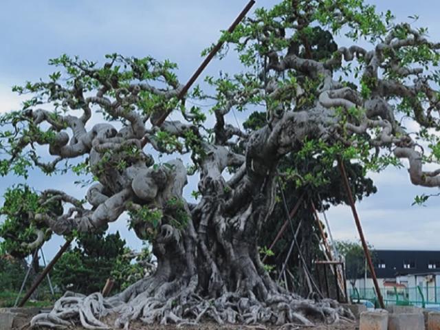 我家这棵榕树盆景秀精品盆景盆景艺术分享别墅庭院植物