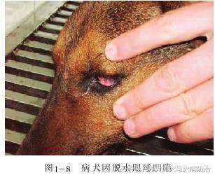 细小病毒病有哪些特征怎么预防