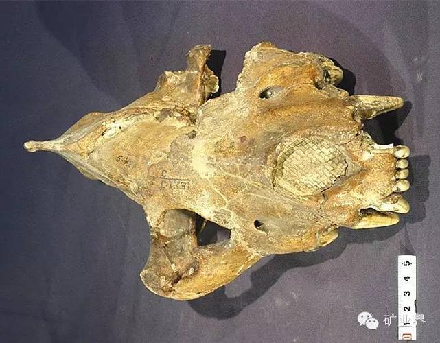 【震撼】你绝对不曾见过的古生物化石!