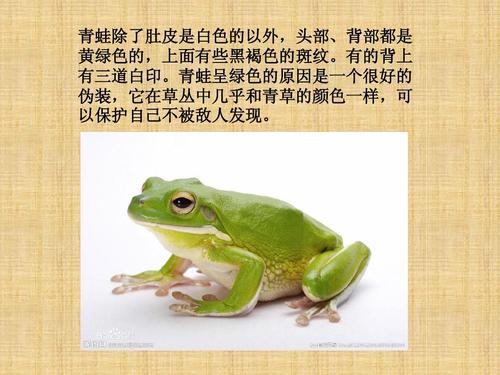 动物保护色.ppt
