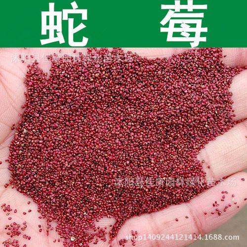 中药材种子 正宗蛇莓种子 蛇果草种子小红果野草莓种子野杨梅