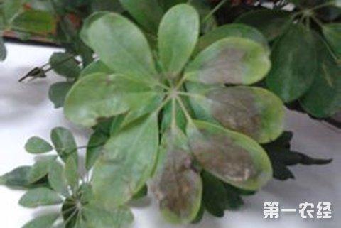 鸭掌木病虫害有哪些怎么防治