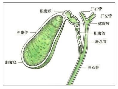 超瑞施健康大学讲述——胆囊运动障碍概述