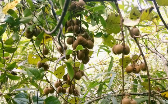 野生猕猴桃有哪些功效,如何种植和培育猕猴桃