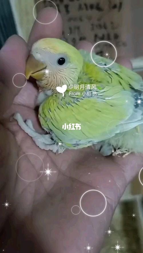 金面蓝腰澳桂半毛雏鸟_牡丹_手养牡丹鹦鹉_宠物_宠物