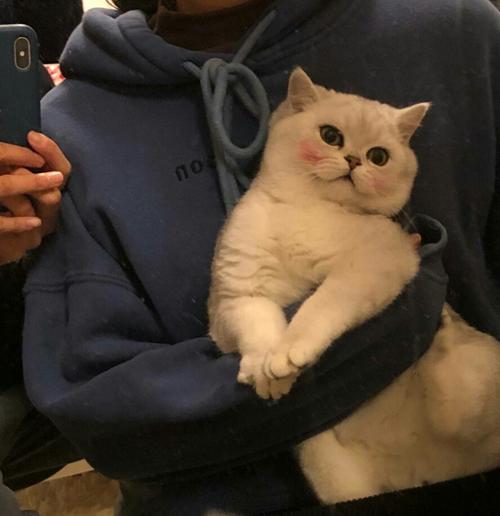 猫在我怀里