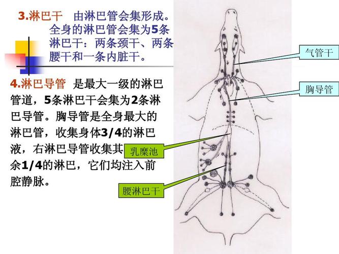 家畜解剖生理 第九章 淋巴系统ppt