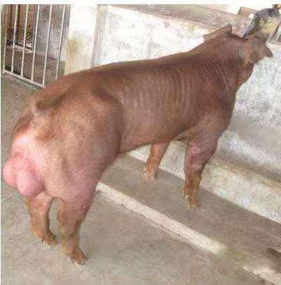 杜洛克母猪.二元母猪,公猪.