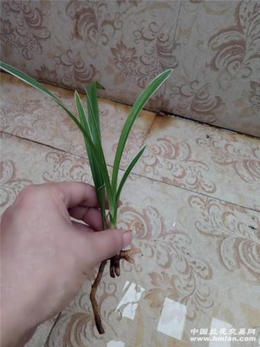 春剑艺草梅瓣花