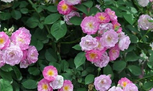 11种蔷薇花开开的满架蔷薇一院香