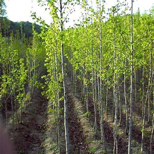 银杏苗 批发出售绿化银杏苗 自产自销各种规格银杏小苗 欢迎选购